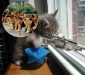 Sniper%20kitten.jpg Sniper%20kitten.jpg