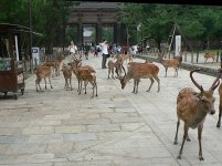 20070725_toda-ji_walk_deer_gate.jpg 20070725_toda-ji_walk_deer_gate.jpg
