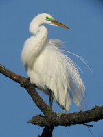 Great%20Egret%2029apr09AR%20165%20Lewis.jpg Great%20Egret%2029apr09AR%20165%20Lewis.jpg