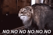 tenor.gif